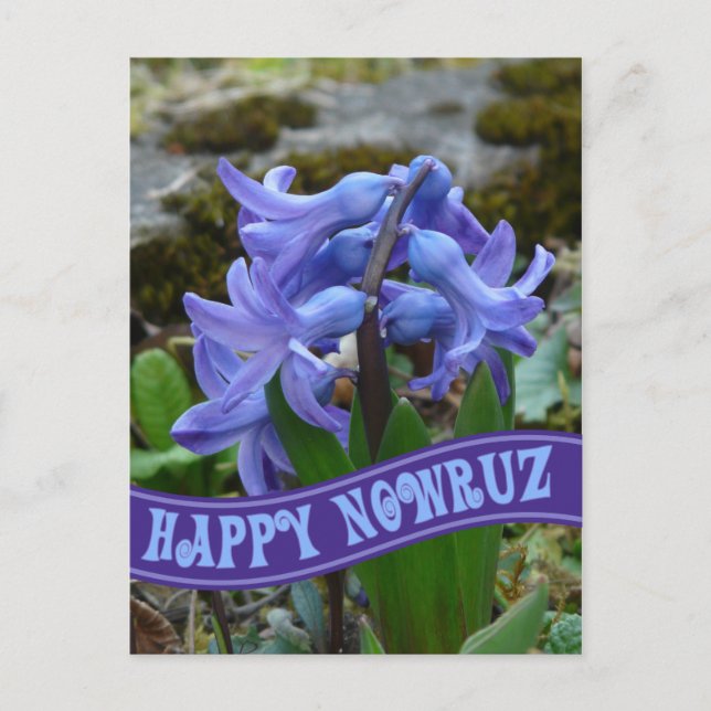 Blue Garden Hyacinth Iranian New Year Nowrooz Holiday Postcard (Front)
