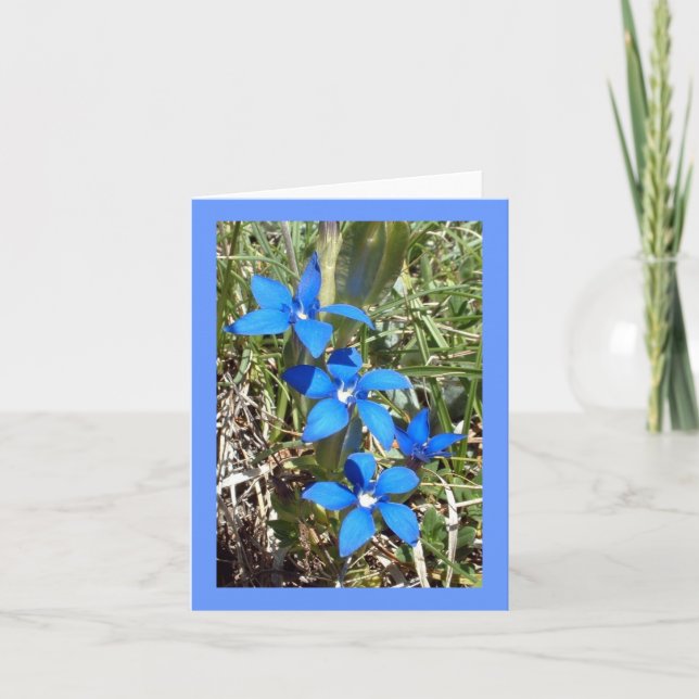 Blue Gentian Alpine Flower -- Greetings card (Front)