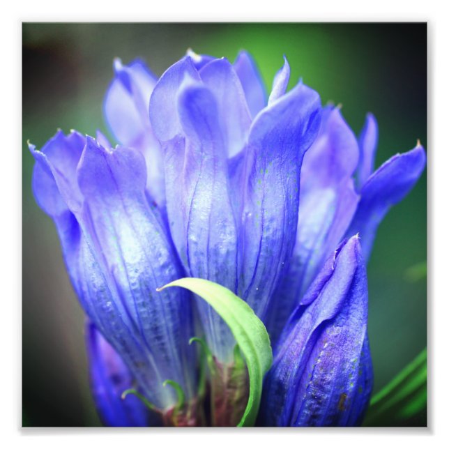 Blue Gentian Flower 8x8 Photo Print (Front)