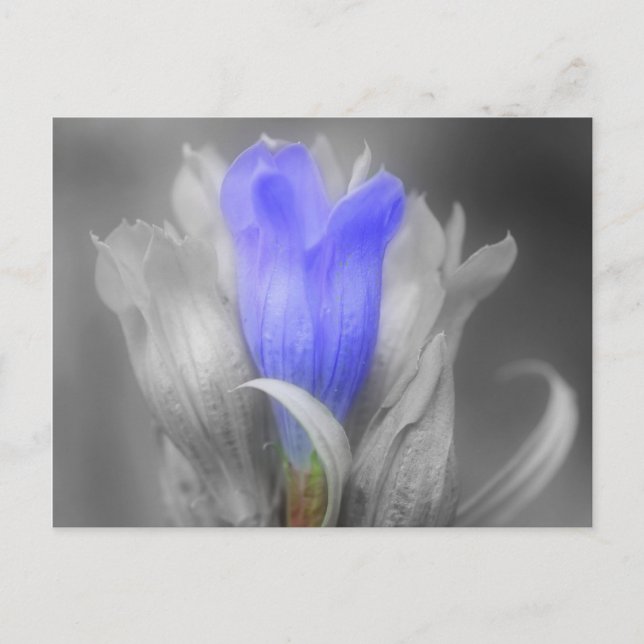 Blue Gentian Flower In Black And White Postcard (Front)