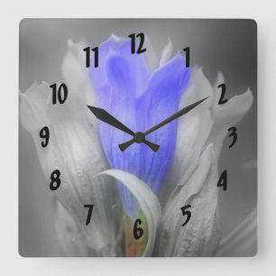 Blue Gentian Flower In Black And White Square Wall Clock
