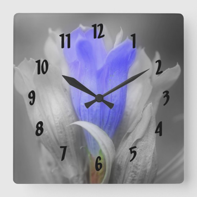 Blue Gentian Flower In Black And White Square Wall Clock (Front)