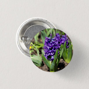 Blue Geocinth in spring 1 Inch Round Button
