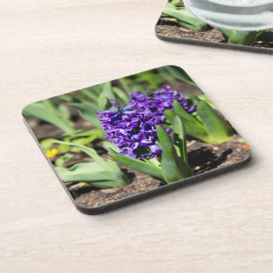 Blue Geocinth in spring  Coaster