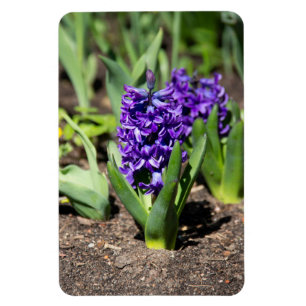 Blue Geocinth in spring Magnet