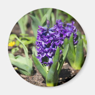 Blue Geocinth in spring Magnet