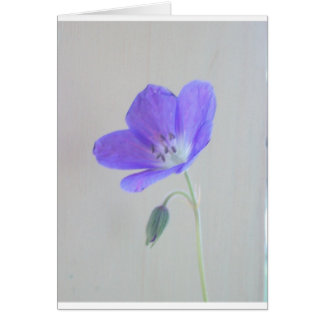 Blue Geranium