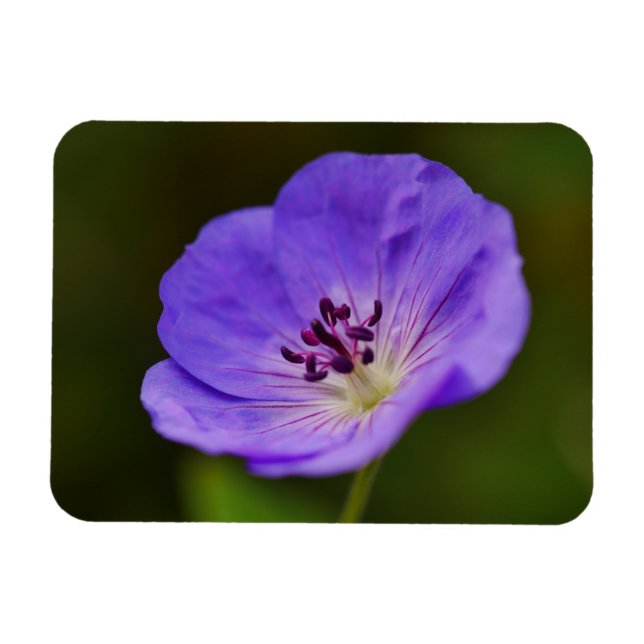 Blue Geranium Flower Magnet (Horizontal)