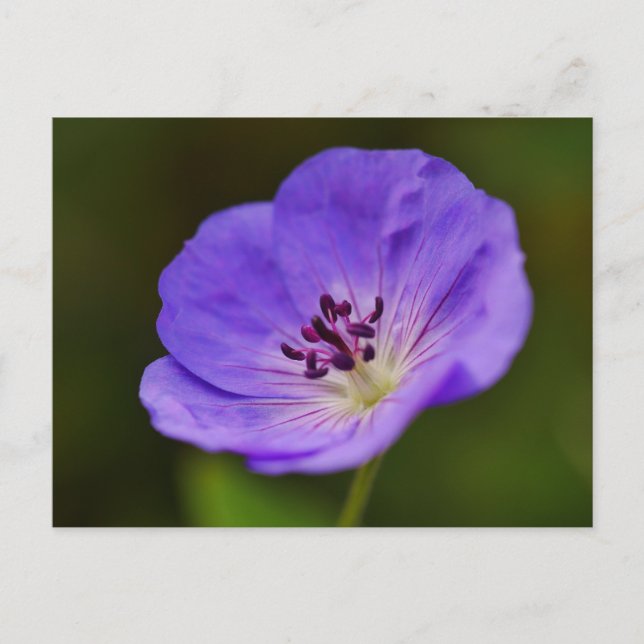 Blue Geranium Flower Postcard (Front)