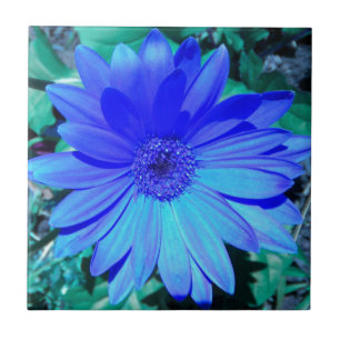 Blue Gerbera Daisy Tile