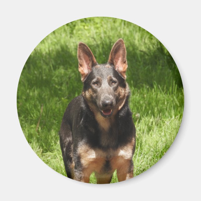Blue German Shepherd Magnet (Front)