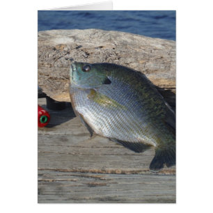 Blue Gill on the dock