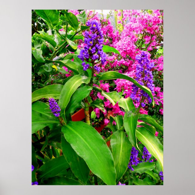 Blue Ginger and Bougainvillea Poster (Front)