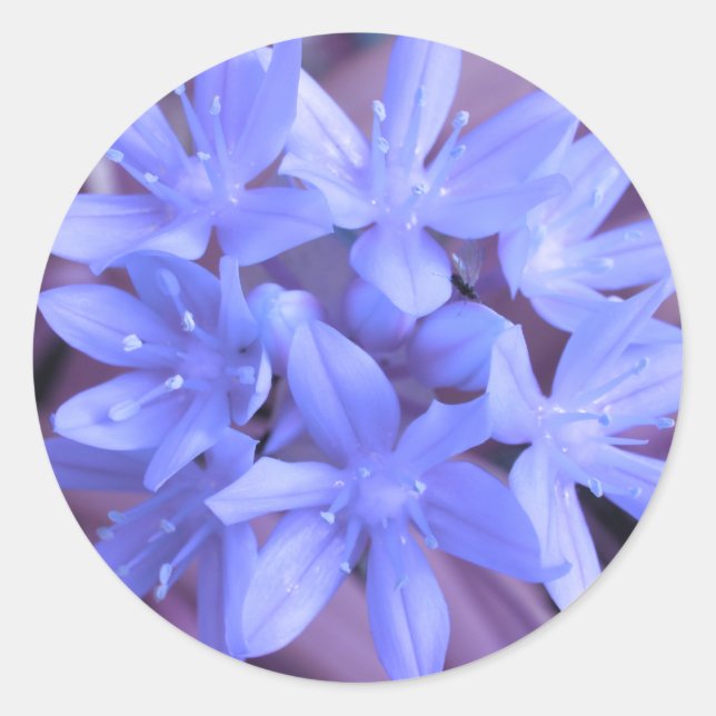 Blue Glory Of The Snow Sticker (Front)