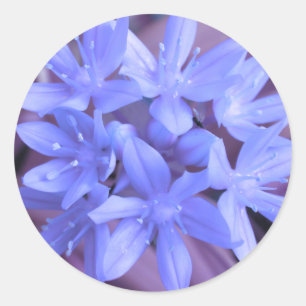 Blue Glory Of The Snow Sticker