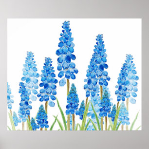 blue grape hyacinth forest  poster