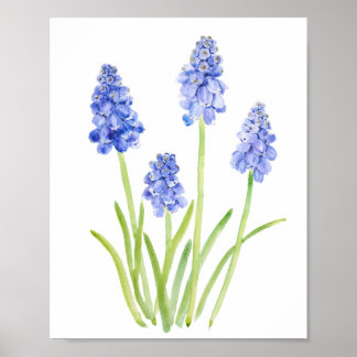 blue grape hyacinth watercolor 2023 poster