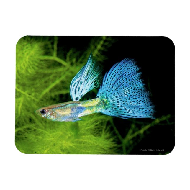 Blue Grass Guppy Magnet (Horizontal)