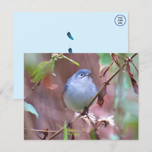 Blue-Gray Gnatcatcher Backyard Bird Postcard
