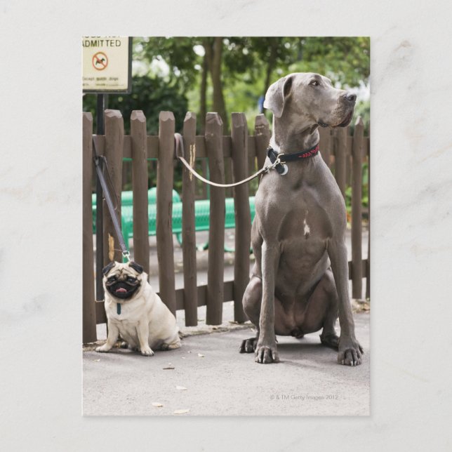 Blue Great Dane and pug dogs on leashes Postcard (Front)