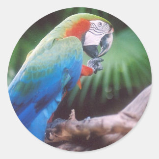BLUE GREEN PARROT CLASSIC ROUND STICKER