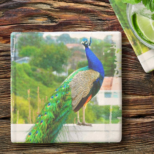 Blue green peacock bird photo beautiful colourful stone coaster (Creator Uploaded)