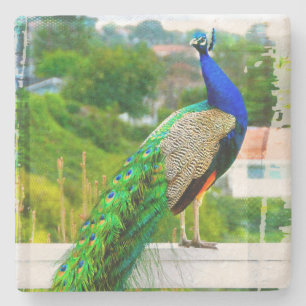 Blue green peacock bird photo beautiful colourful stone coaster