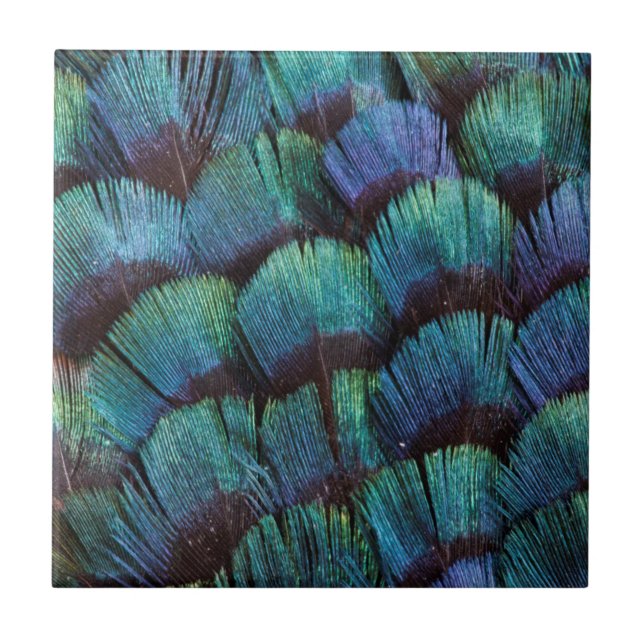 Blue-green pheasant feather design tile (Front)