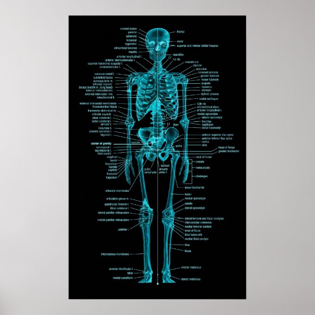 blue-green skeleton poster (Front)