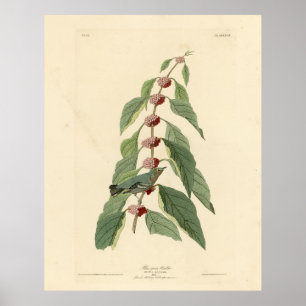 Blue-green Warbler from Audubon's Birds of America Poster
