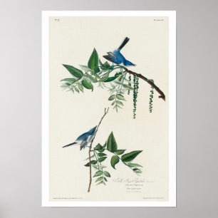 Blue-Grey Fly-catcher by Audubon Poster