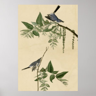 Blue Grey Flycatcher Poster
