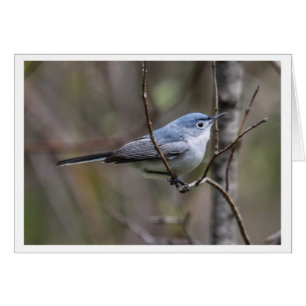Blue-grey Gnatcatcher
