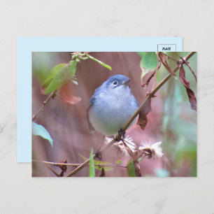Blue-Grey Gnatcatcher Backyard Bird Postcard