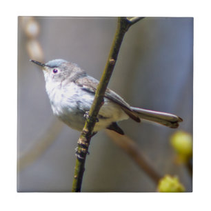 Blue-Grey Gnatcatcher Ceramic Photo Tile