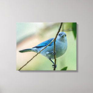 Blue-Grey Tanager in Costa Rica Canvas Print