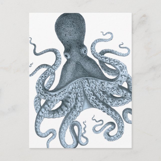 Blue Grey Vintage Octopus Illustration Postcard (Front)