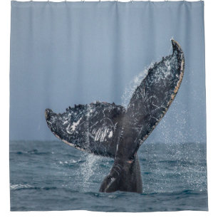 Blue Grey Whale Tale Ocean Sea Animal