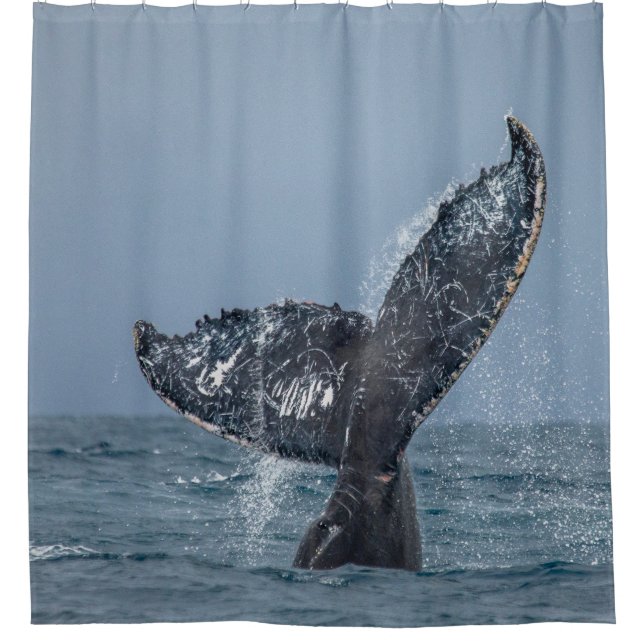 Blue Grey Whale Tale Ocean Sea Animal (Front)