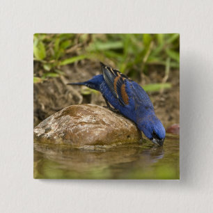 Blue Grosbeak drinking at backyard pond, 2 Inch Square Button