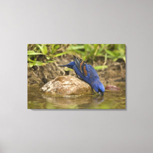 Blue Grosbeak drinking at backyard pond, Canvas Print