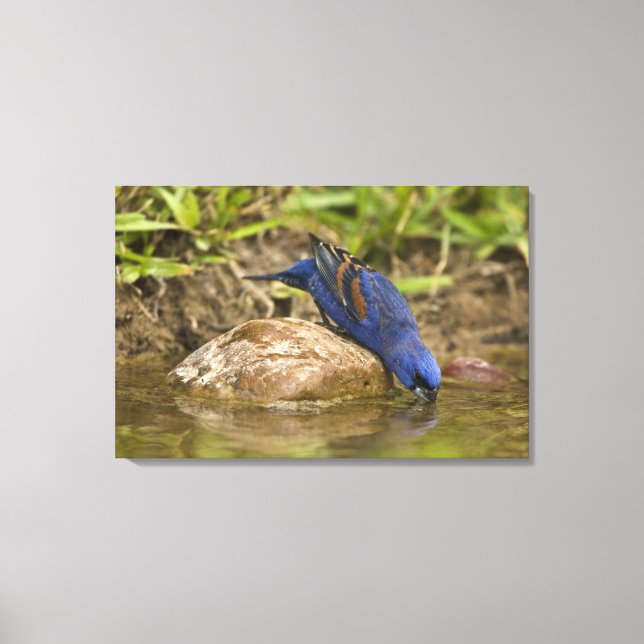 Blue Grosbeak drinking at backyard pond, Canvas Print (Front)