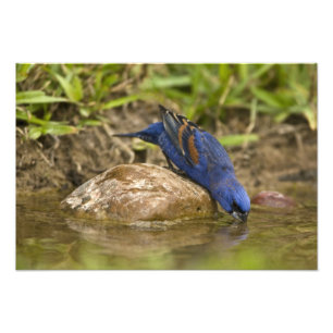 Blue Grosbeak drinking at backyard pond, Photo Print