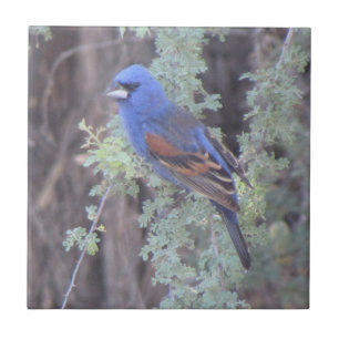 Blue Grosbeak Tile