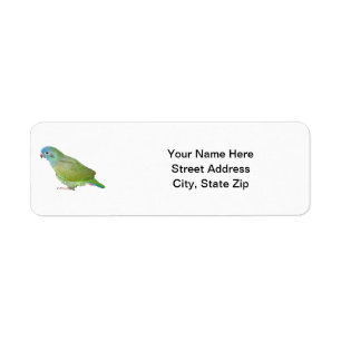 Blue Head Pionus Parrot