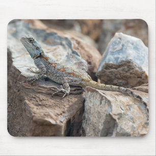 Blue headed Agama Mouse Pad