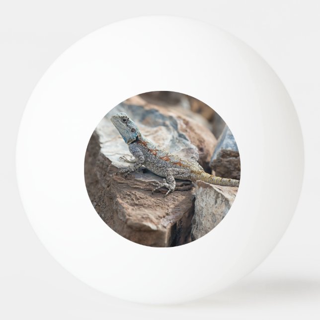 Blue headed Agama Ping Pong Ball (Front)