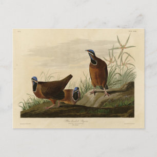 Blue-headed Pigeon from Audubon's Birds of America Postcard