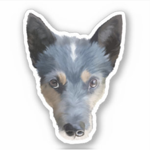 Blue Heeler / Australian Cattle Dog