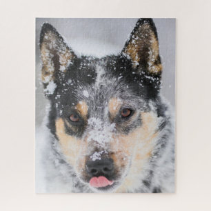 Blue Heeler dog in the snow Jigsaw Puzzle